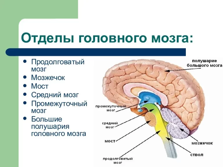 Строение головного мозга отделы