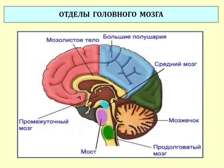 Головной мозг строение