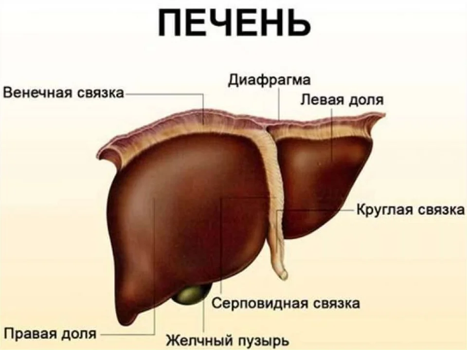 Строение печени