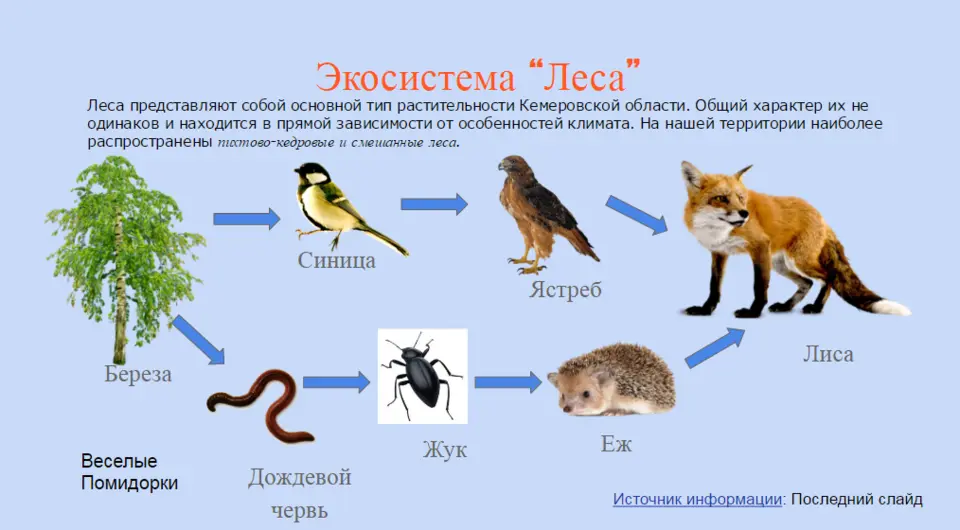 Цепь питания характерная для тайги