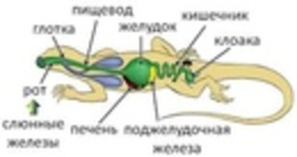 Внутренние органы ящерицы