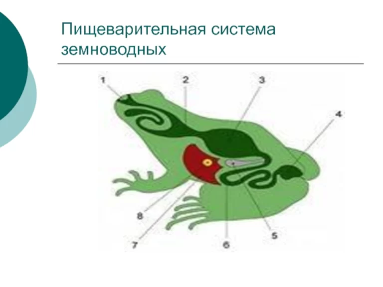 Исследование Головного Мозга Лягушки: Фотографии И Рисунки