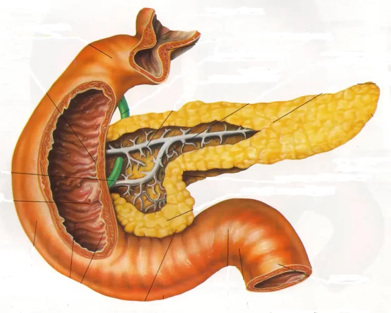 Анатомия человека поджелудочная железа
