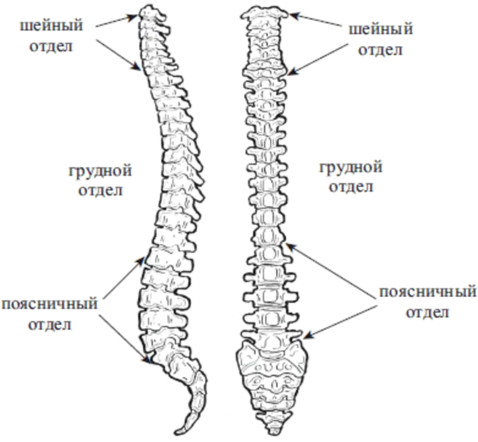 Позвоночник поясничный отдел