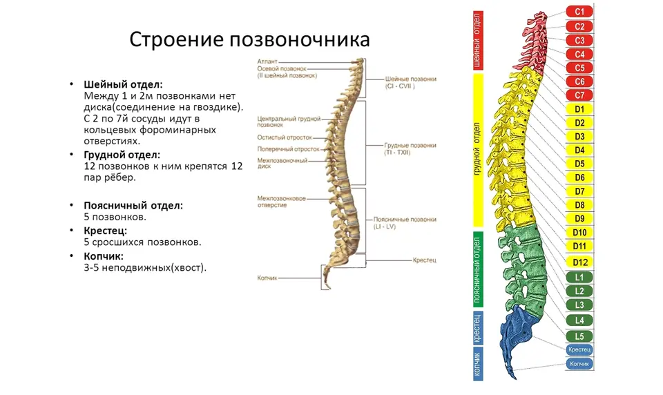 Отделы позвоночника человека