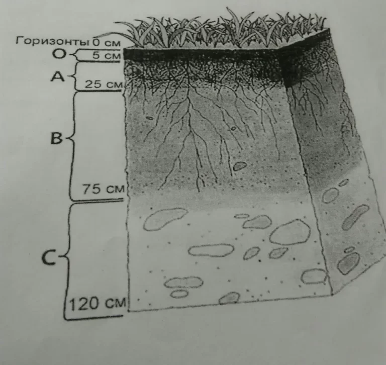 Изучение Профиля Почвы Через Визуальный Рисунок: Основы И Методы