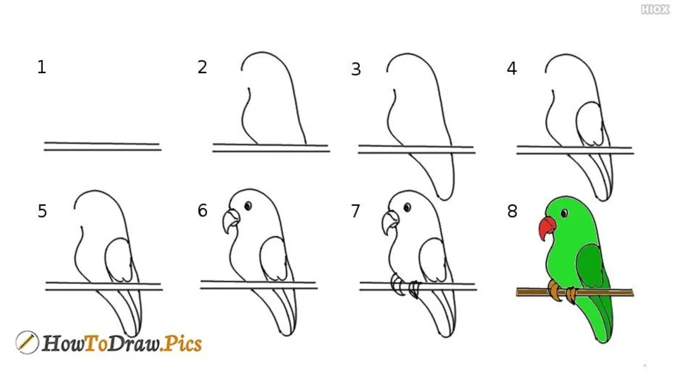 Поэтапное рисование попугайчика