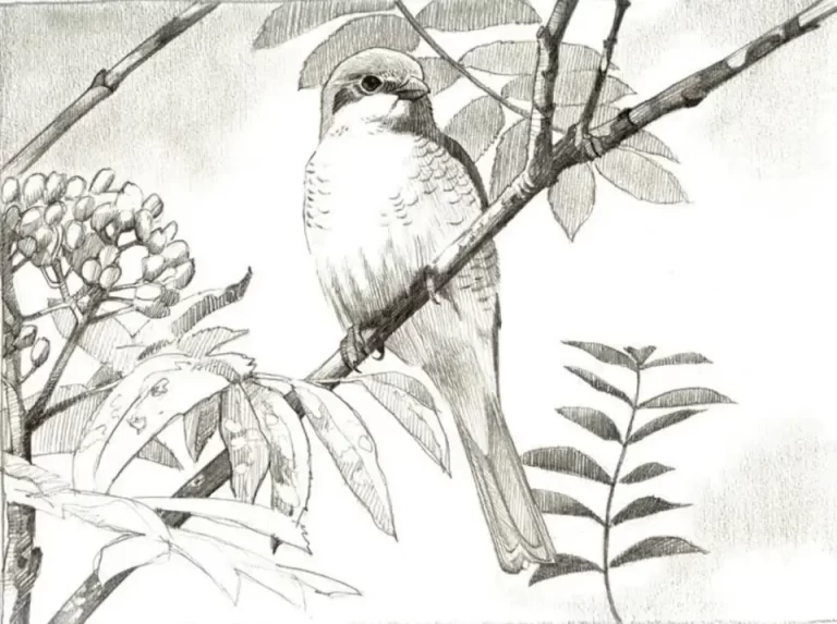 Птичка на ветке рисунок