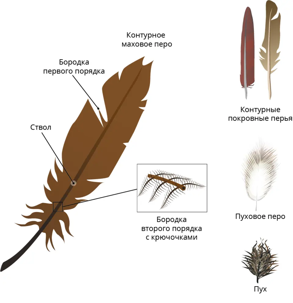 Пуховое перо птицы строение