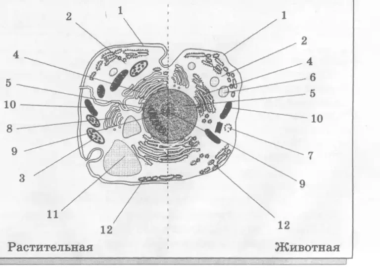 Клетка схема строения