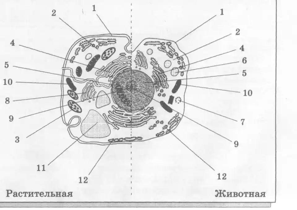 Клетка схема строения