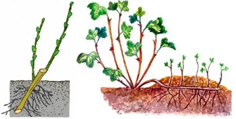 Отводки (смородина, крыжовник)