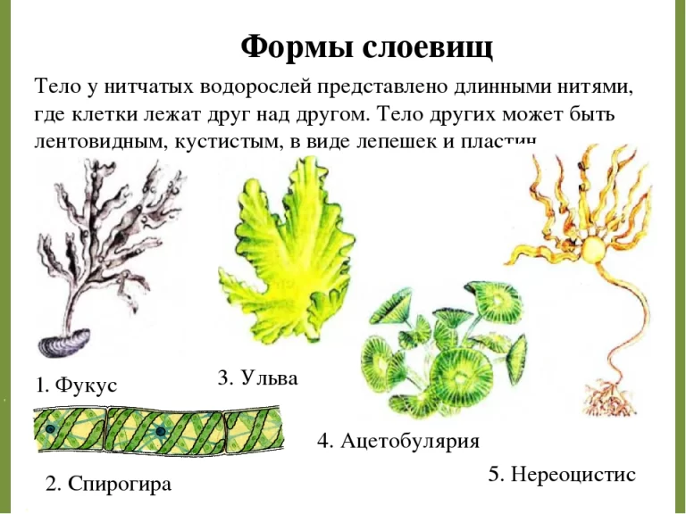 Таллома зеленых водорослей