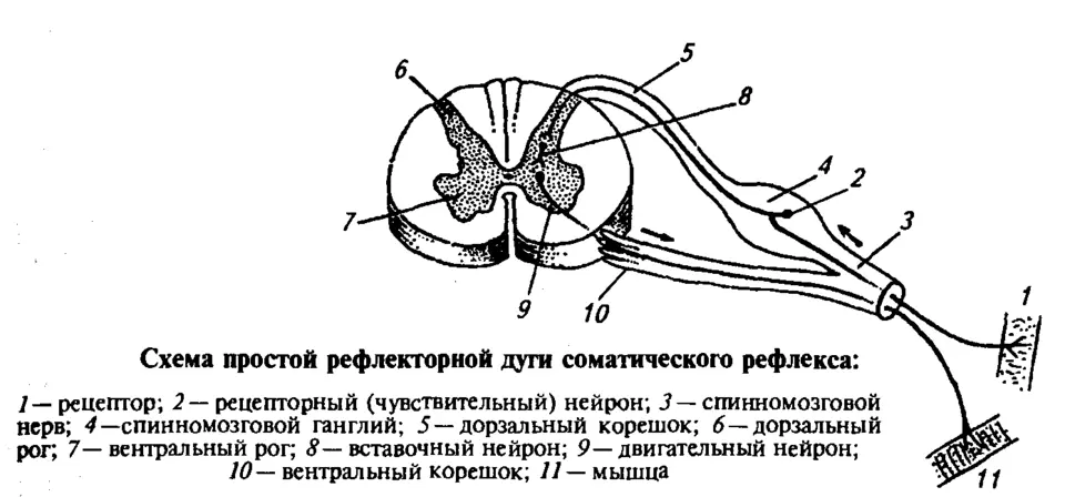 Рефлекторная дуга соматического рефлекса