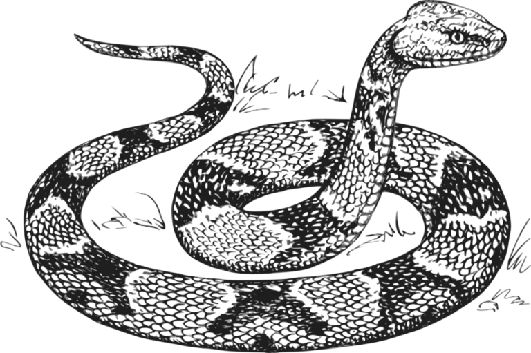 Рисунок змея