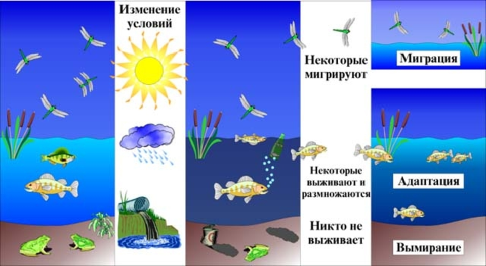 Среды обитания