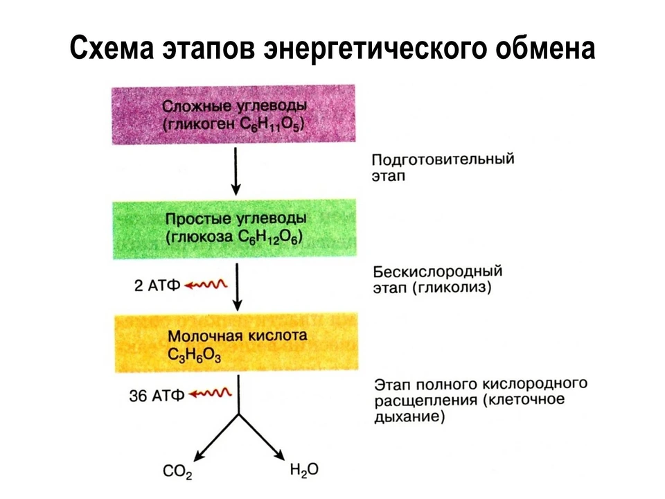 Схема энергетического обмена