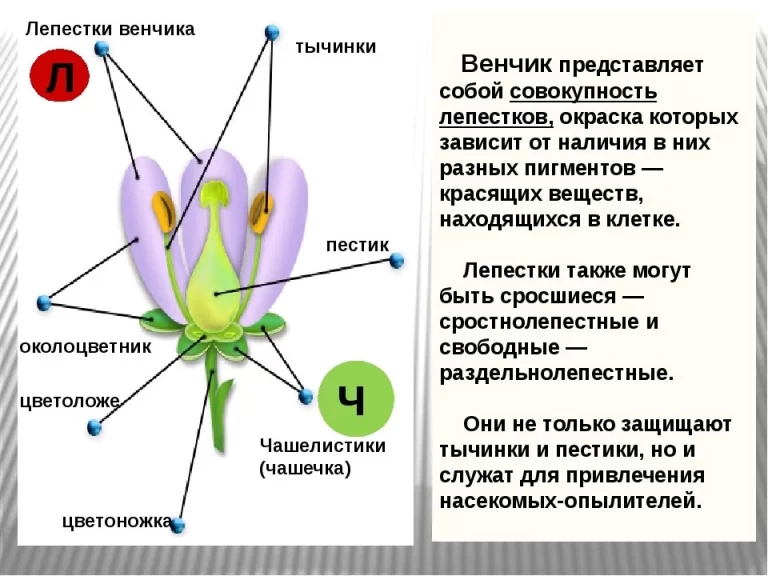 Части цветка