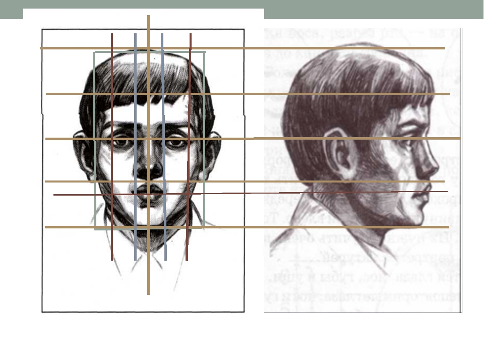Голова человека пропорции