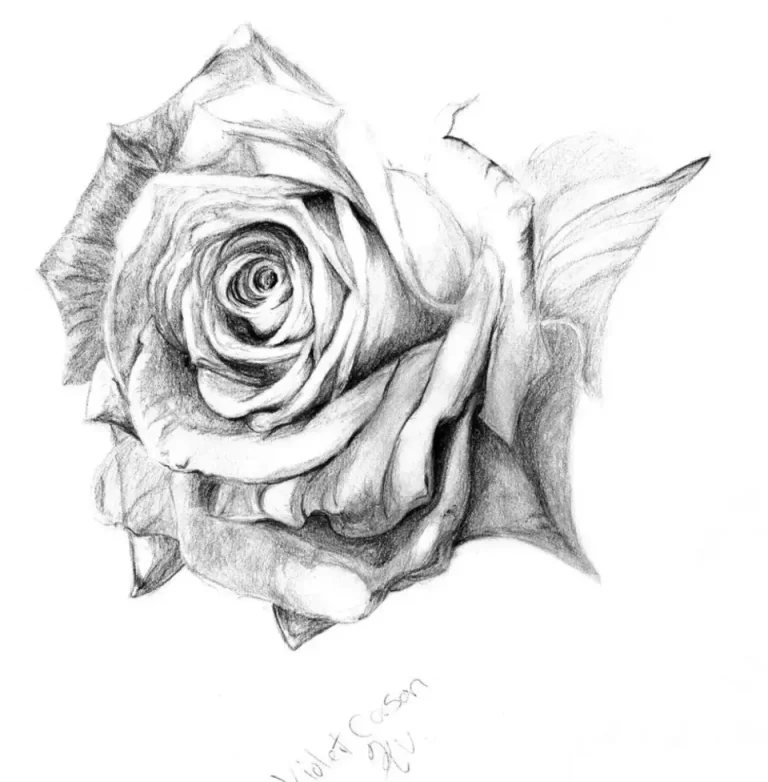Роза простым карандашом