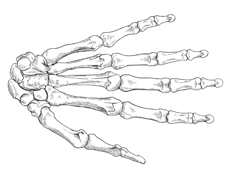 Рука скелета