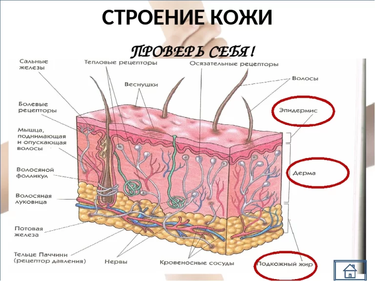 Строение кожи лица