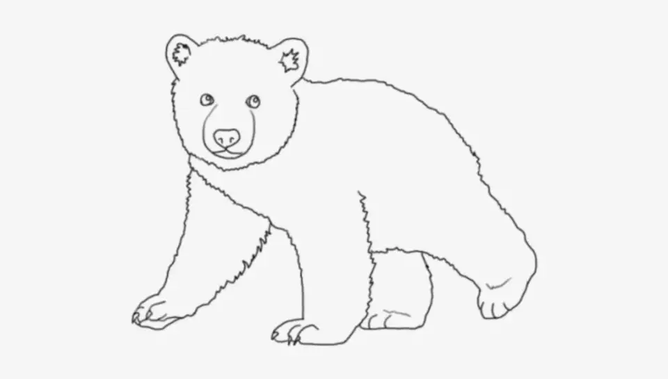 Медведь карандашом для детей