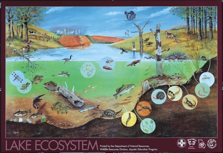 Рисунок экосистемы