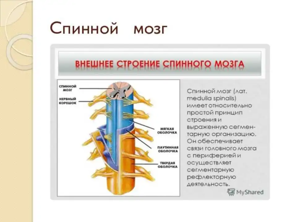 Строение оболочек спинного мозга