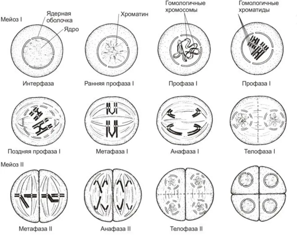 Фазы мейоза