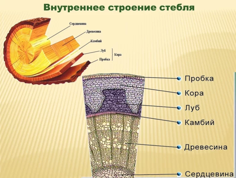 Внутреннее строение стебля кора луб камбий древесина сердцевина