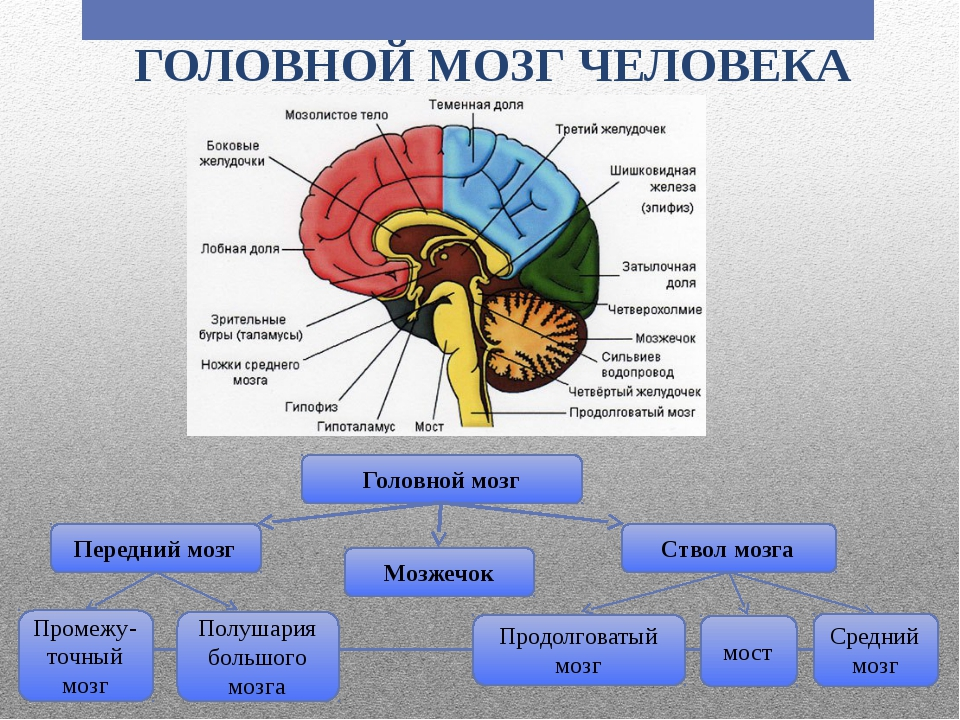 Строение головного мозга человека