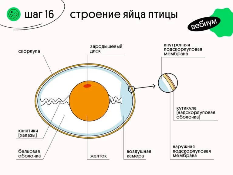 Схема строения яйца курицы