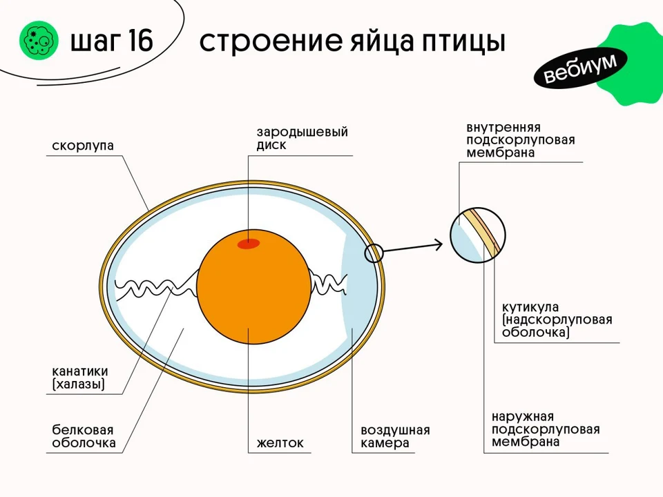 Строение яйца курицы рисунок