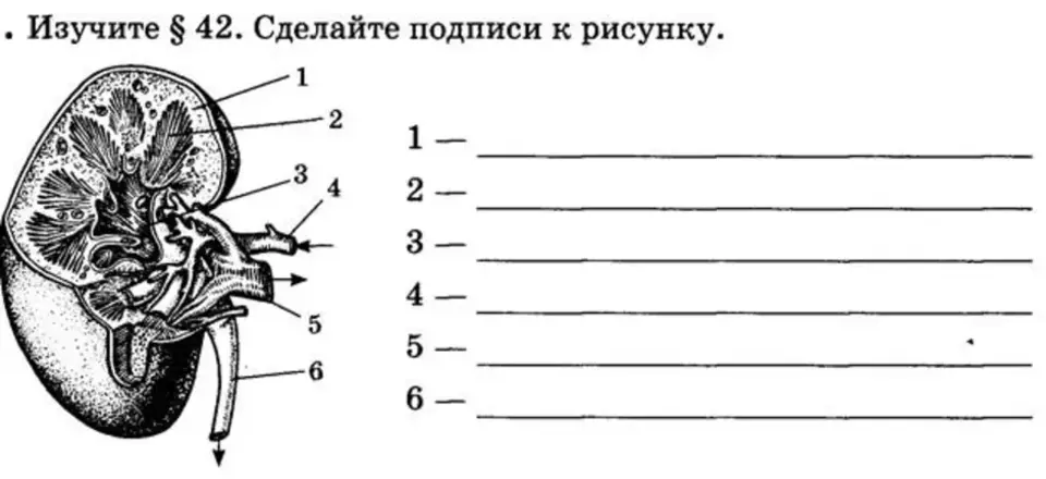 Рисунок строение почки