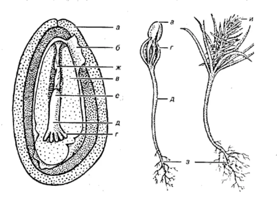 В клетках фасоли происходит процесс. Строение семени сосны сибирской. Проросток сосны строение. Строение семени сосны обыкновенной. Строение семени голосеменных растений.