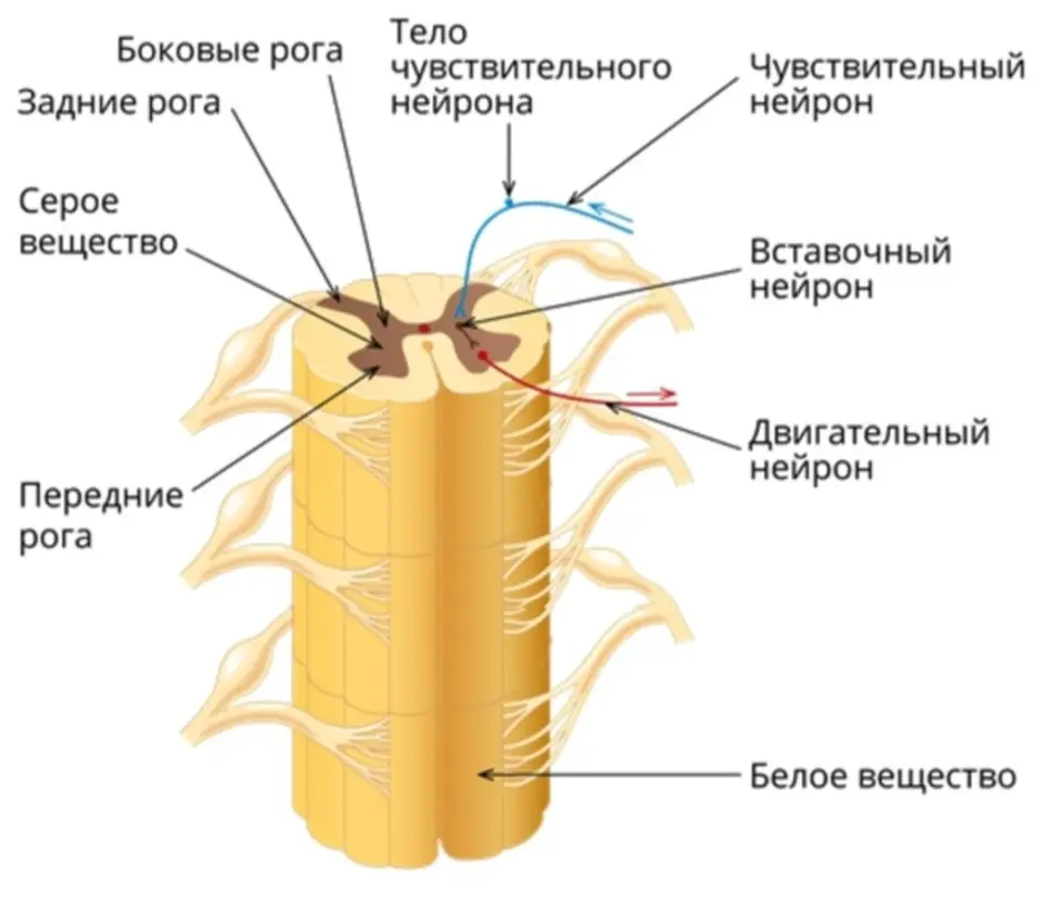 Спинной мозг