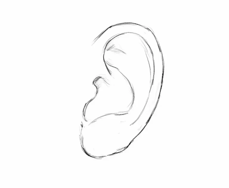 Рисунок уха