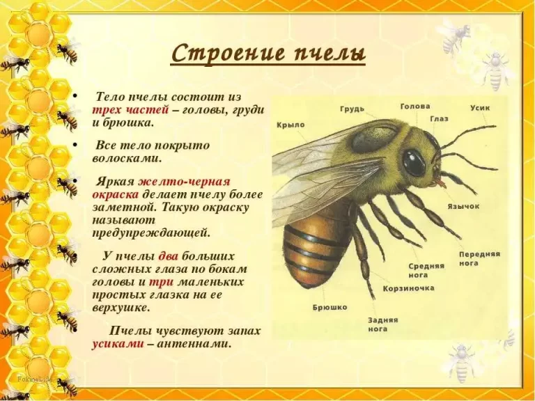 Пчела В Жизни Человека: Удивительный Рисунок Природы