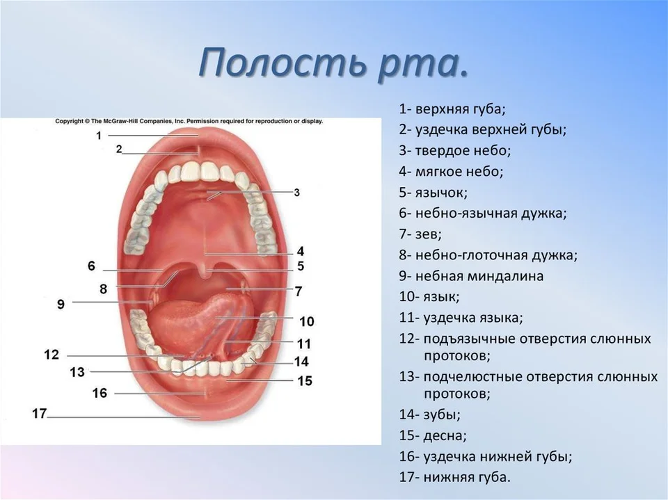 Полость рта здорового человека