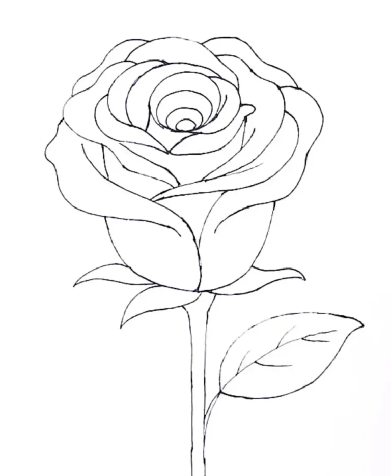 Рисунок роза