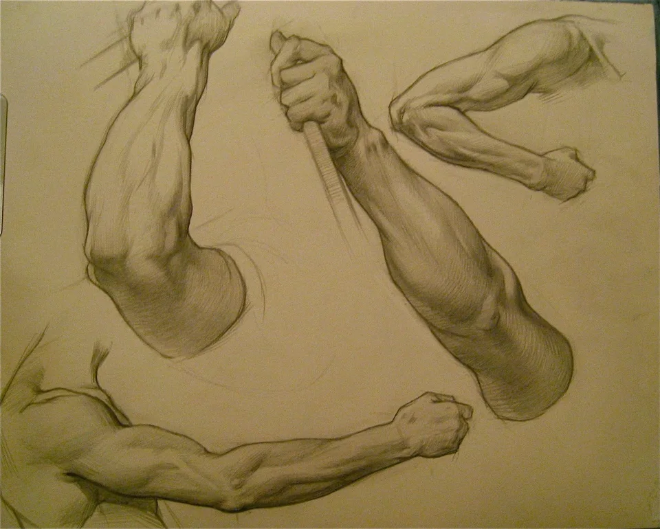 Анатомия руки для художников
