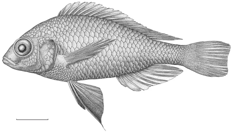 Искусство На Холсте: Великолепные Рыбы В Картинах