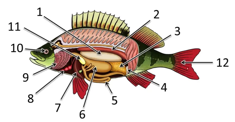 Строение Рыбы В Биологии: Иллюстрация И Объяснение Для 7 Класса