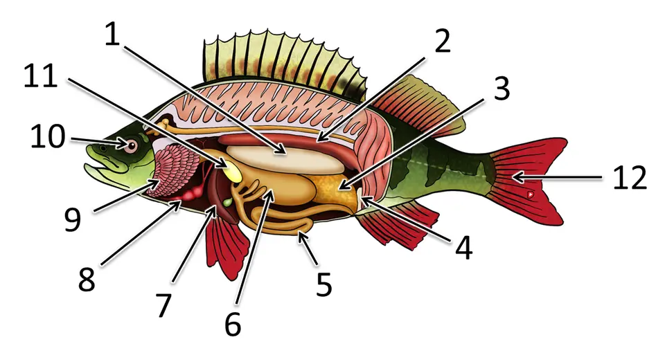 Строение рыбы
