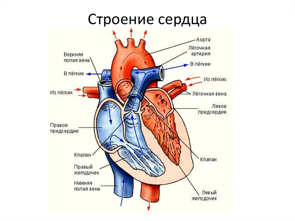 Строение сердца