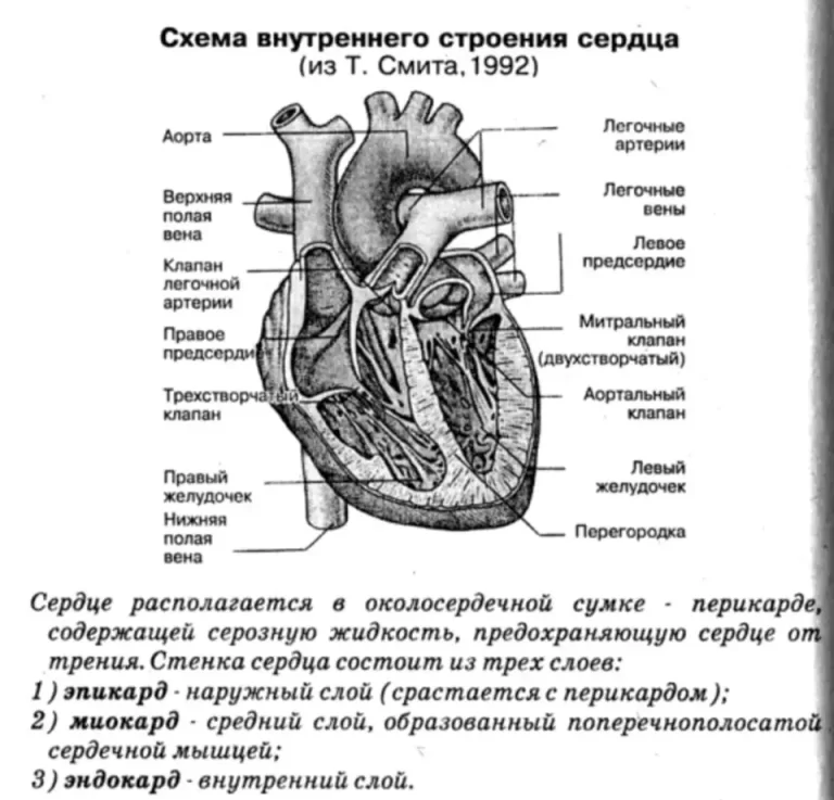 Строение сердца схематично