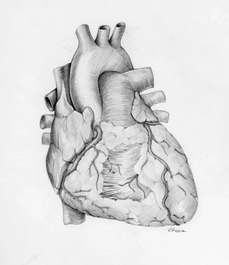 Искусство Рисования Сердца Человека: Советы И Техники