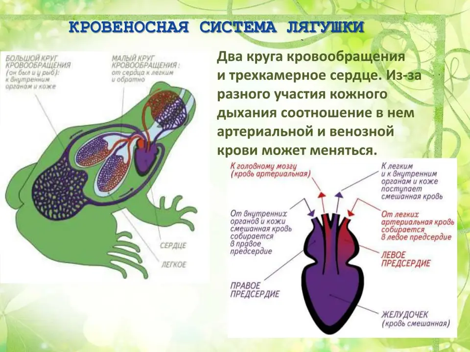 Строение сердца земноводных