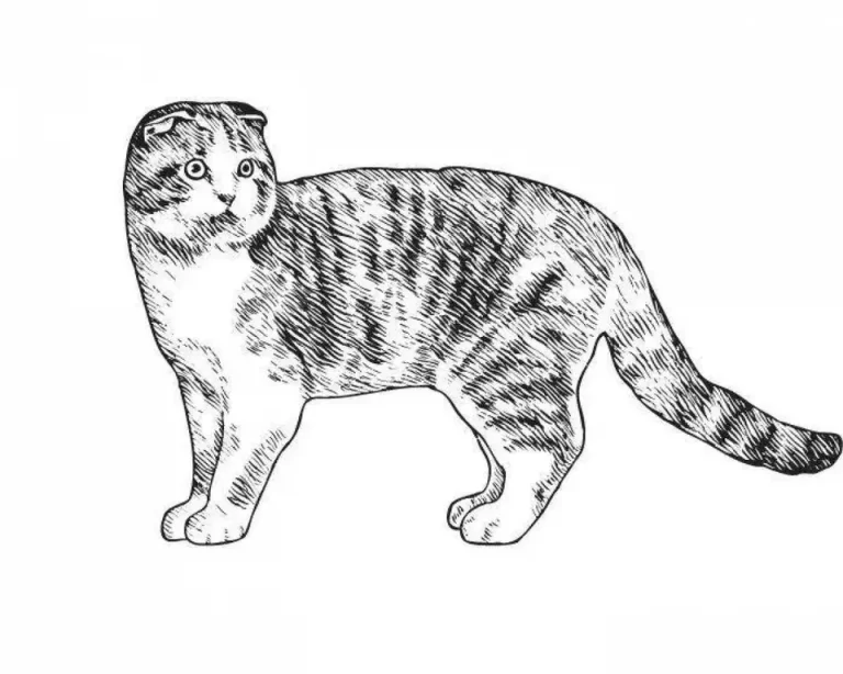 Захватывающий Рисунок Вислоухой Кошки: Воплощение Нежности И Изящества